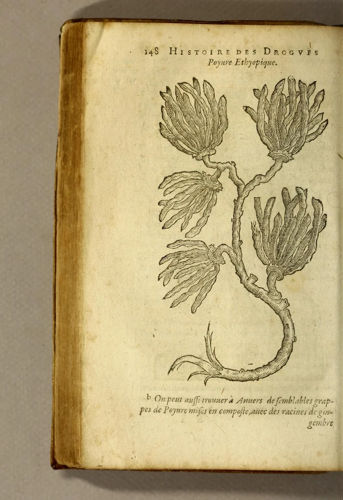 An illustration from Histoire de Portugal, : contenant les entreprises, nauigations, & gestes memorables des Portugallois, tant en la conqueste des Indes Orientales par eux descouuertes, qu'és guerres d'Afrique & autres exploits, depuis l'an mil quatre cens nona[n]te six, sous Emmanuel premier, Iea[n] troisiesme, & Sebastia[n] premier du nom., 1581, leaf 168
