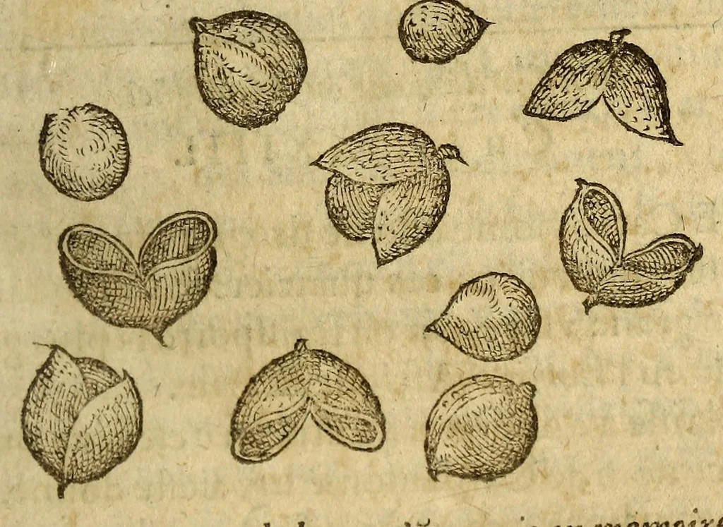 An illustration from Histoire de Portugal, : contenant les entreprises, nauigations, & gestes memorables des Portugallois, tant en la conqueste des Indes Orientales par eux descouuertes, qu'és guerres d'Afrique & autres exploits, depuis l'an mil quatre cens nona[n]te six, sous Emmanuel premier, Iea[n] troisiesme, & Sebastia[n] premier du nom., 1581, leaf 173