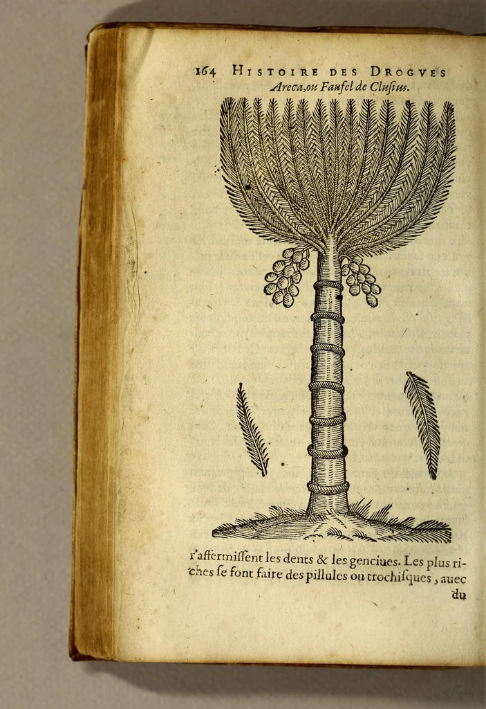 An illustration from Histoire de Portugal, : contenant les entreprises, nauigations, & gestes memorables des Portugallois, tant en la conqueste des Indes Orientales par eux descouuertes, qu'és guerres d'Afrique & autres exploits, depuis l'an mil quatre cens nona[n]te six, sous Emmanuel premier, Iea[n] troisiesme, & Sebastia[n] premier du nom., 1581, leaf 184