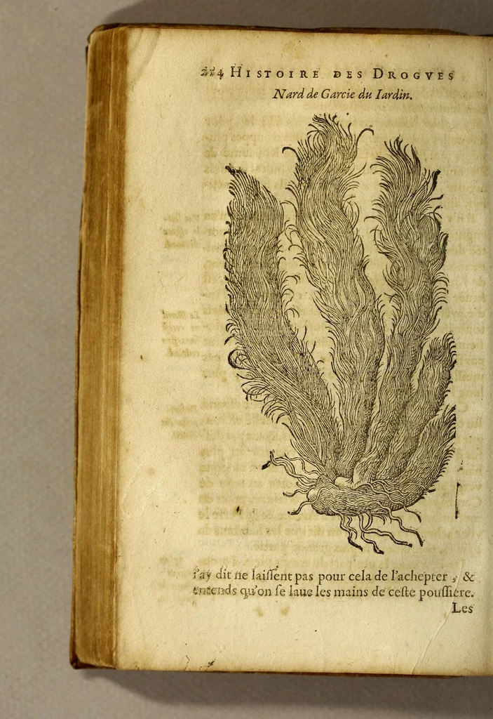An illustration from Histoire de Portugal, : contenant les entreprises, nauigations, & gestes memorables des Portugallois, tant en la conqueste des Indes Orientales par eux descouuertes, qu'és guerres d'Afrique & autres exploits, depuis l'an mil quatre cens nona[n]te six, sous Emmanuel premier, Iea[n] troisiesme, & Sebastia[n] premier du nom., 1581, leaf 234