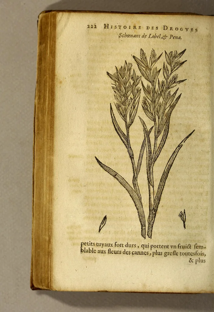 An illustration from Histoire de Portugal, : contenant les entreprises, nauigations, & gestes memorables des Portugallois, tant en la conqueste des Indes Orientales par eux descouuertes, qu'és guerres d'Afrique & autres exploits, depuis l'an mil quatre cens nona[n]te six, sous Emmanuel premier, Iea[n] troisiesme, & Sebastia[n] premier du nom., 1581, leaf 242