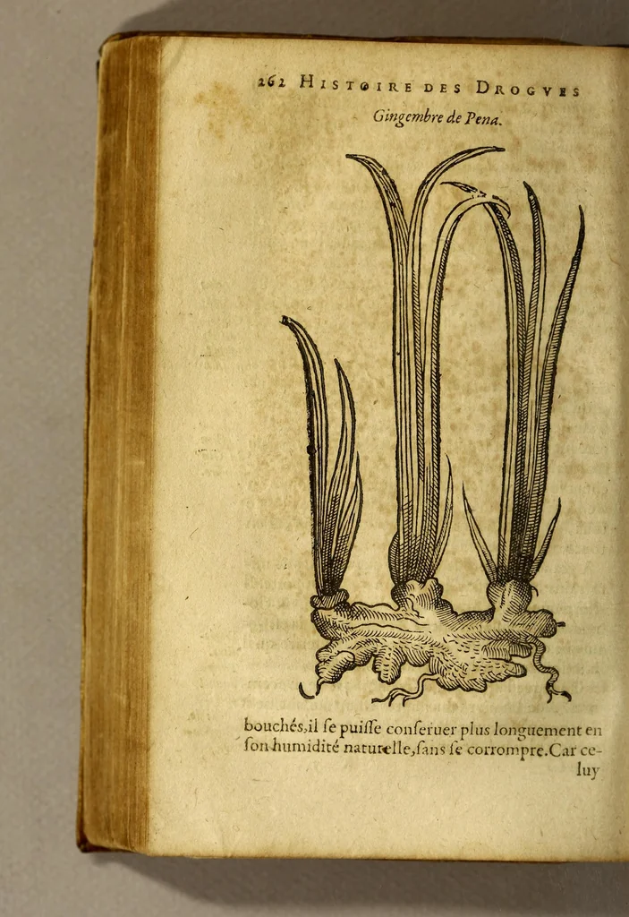 An illustration from Histoire de Portugal, : contenant les entreprises, nauigations, & gestes memorables des Portugallois, tant en la conqueste des Indes Orientales par eux descouuertes, qu'és guerres d'Afrique & autres exploits, depuis l'an mil quatre cens nona[n]te six, sous Emmanuel premier, Iea[n] troisiesme, & Sebastia[n] premier du nom., 1581, leaf 282