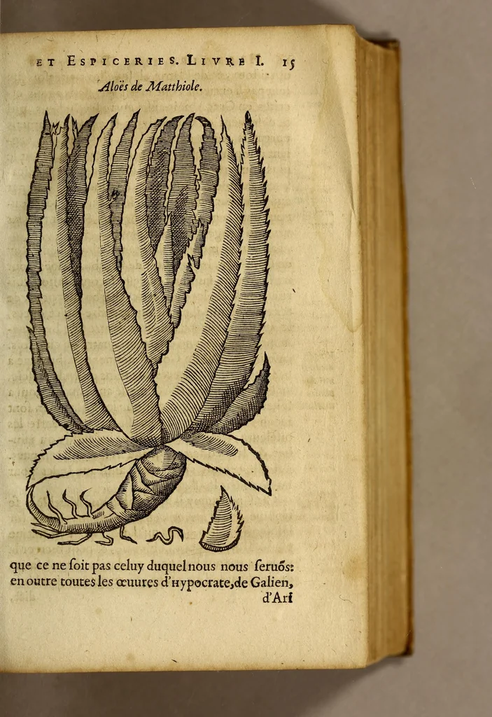 An illustration from Histoire de Portugal, : contenant les entreprises, nauigations, & gestes memorables des Portugallois, tant en la conqueste des Indes Orientales par eux descouuertes, qu'és guerres d'Afrique & autres exploits, depuis l'an mil quatre cens nona[n]te six, sous Emmanuel premier, Iea[n] troisiesme, & Sebastia[n] premier du nom., 1581, leaf 35
