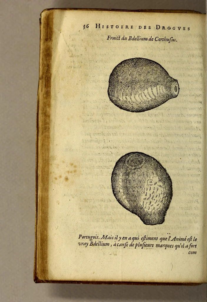 An illustration from Histoire de Portugal, : contenant les entreprises, nauigations, & gestes memorables des Portugallois, tant en la conqueste des Indes Orientales par eux descouuertes, qu'és guerres d'Afrique & autres exploits, depuis l'an mil quatre cens nona[n]te six, sous Emmanuel premier, Iea[n] troisiesme, & Sebastia[n] premier du nom., 1581, leaf 76