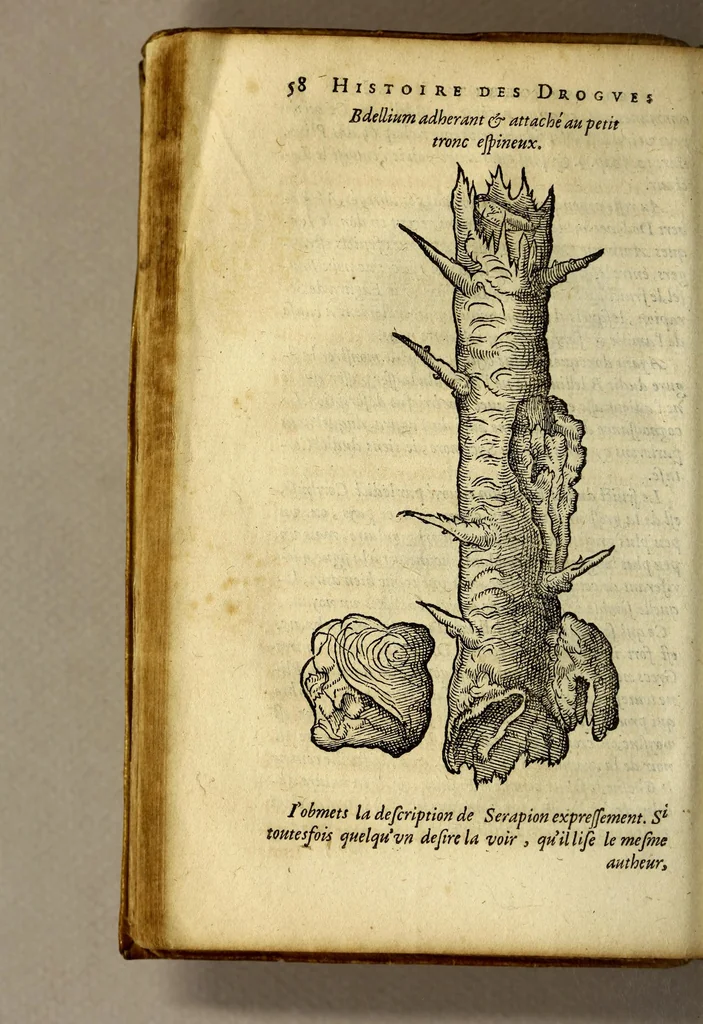 An illustration from Histoire de Portugal, : contenant les entreprises, nauigations, & gestes memorables des Portugallois, tant en la conqueste des Indes Orientales par eux descouuertes, qu'és guerres d'Afrique & autres exploits, depuis l'an mil quatre cens nona[n]te six, sous Emmanuel premier, Iea[n] troisiesme, & Sebastia[n] premier du nom., 1581, leaf 78