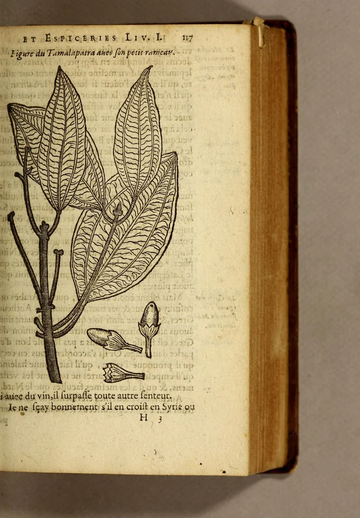An illustration from Histoire des drogues espiceries, et de certains medicamens simples, qui naissent és Indes, tant Orientales que Occidentales, : diuisée en deux parties. : La premiere composee de trois liures:, 1602, leaf 137