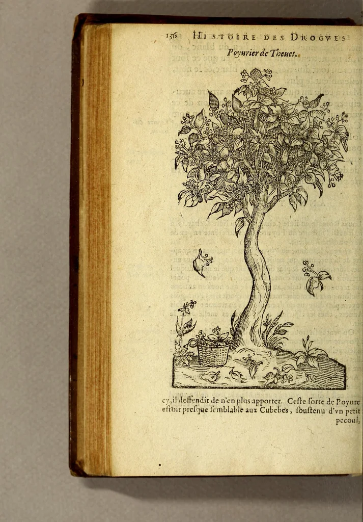 An illustration from Histoire des drogues espiceries, et de certains medicamens simples, qui naissent és Indes, tant Orientales que Occidentales, : diuisée en deux parties. : La premiere composee de trois liures:, 1602, leaf 156