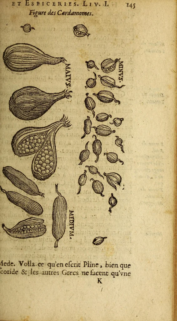 An illustration from Histoire des drogues espiceries, et de certains medicamens simples, qui naissent és Indes, tant Orientales que Occidentales, : diuisée en deux parties. : La premiere composee de trois liures:, 1602, leaf 165