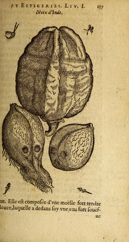 An illustration from Histoire des drogues espiceries, et de certains medicamens simples, qui naissent és Indes, tant Orientales que Occidentales, : diuisée en deux parties. : La premiere composee de trois liures:, 1602, leaf 177