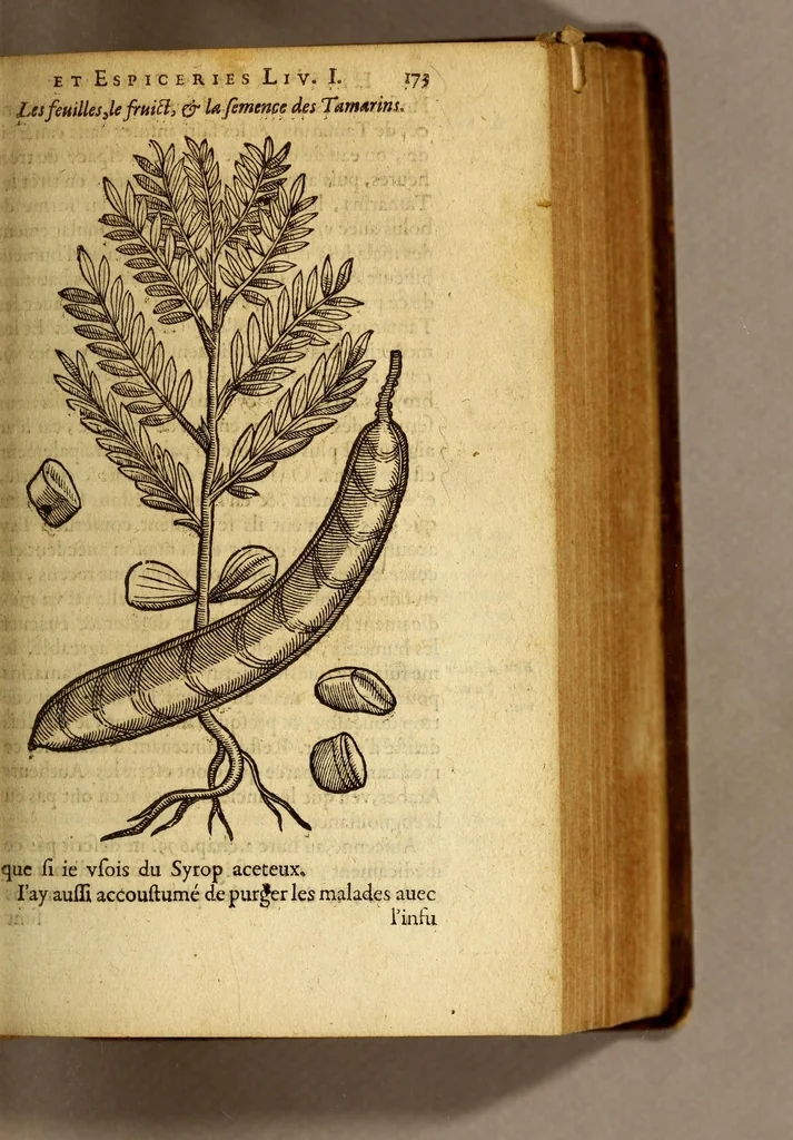 An illustration from Histoire des drogues espiceries, et de certains medicamens simples, qui naissent és Indes, tant Orientales que Occidentales, : diuisée en deux parties. : La premiere composee de trois liures:, 1602, leaf 193