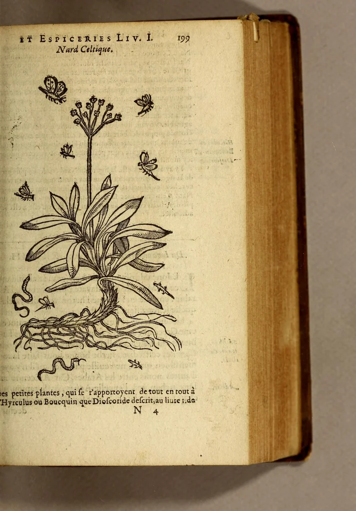 An illustration from Histoire des drogues espiceries, et de certains medicamens simples, qui naissent és Indes, tant Orientales que Occidentales, : diuisée en deux parties. : La premiere composee de trois liures:, 1602, leaf 219