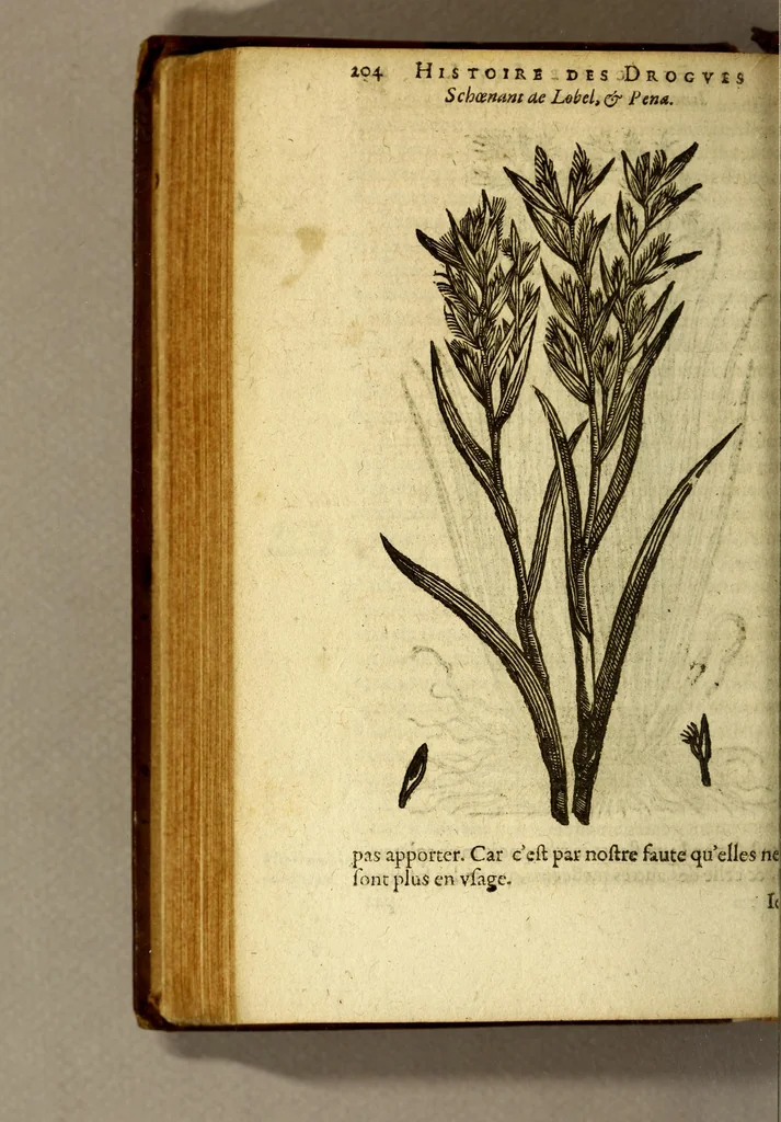 An illustration from Histoire des drogues espiceries, et de certains medicamens simples, qui naissent és Indes, tant Orientales que Occidentales, : diuisée en deux parties. : La premiere composee de trois liures:, 1602, leaf 224