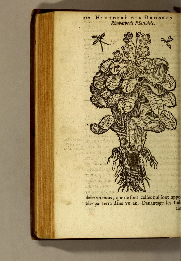 An illustration from Histoire des drogues espiceries, et de certains medicamens simples, qui naissent és Indes, tant Orientales que Occidentales, : diuisée en deux parties. : La premiere composee de trois liures:, 1602, leaf 240
