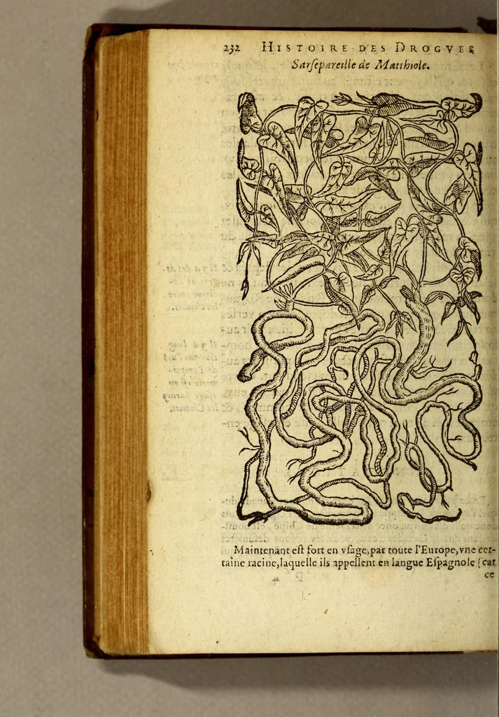 An illustration from Histoire des drogues espiceries, et de certains medicamens simples, qui naissent és Indes, tant Orientales que Occidentales, : diuisée en deux parties. : La premiere composee de trois liures:, 1602, leaf 252