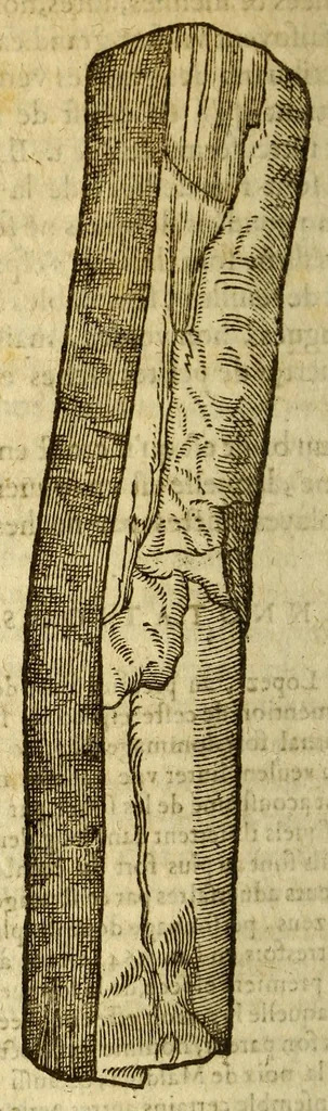 An illustration from Histoire des drogues espiceries, et de certains medicamens simples, qui naissent és Indes, tant Orientales que Occidentales, : diuisée en deux parties. : La premiere composee de trois liures:, 1602, leaf 274