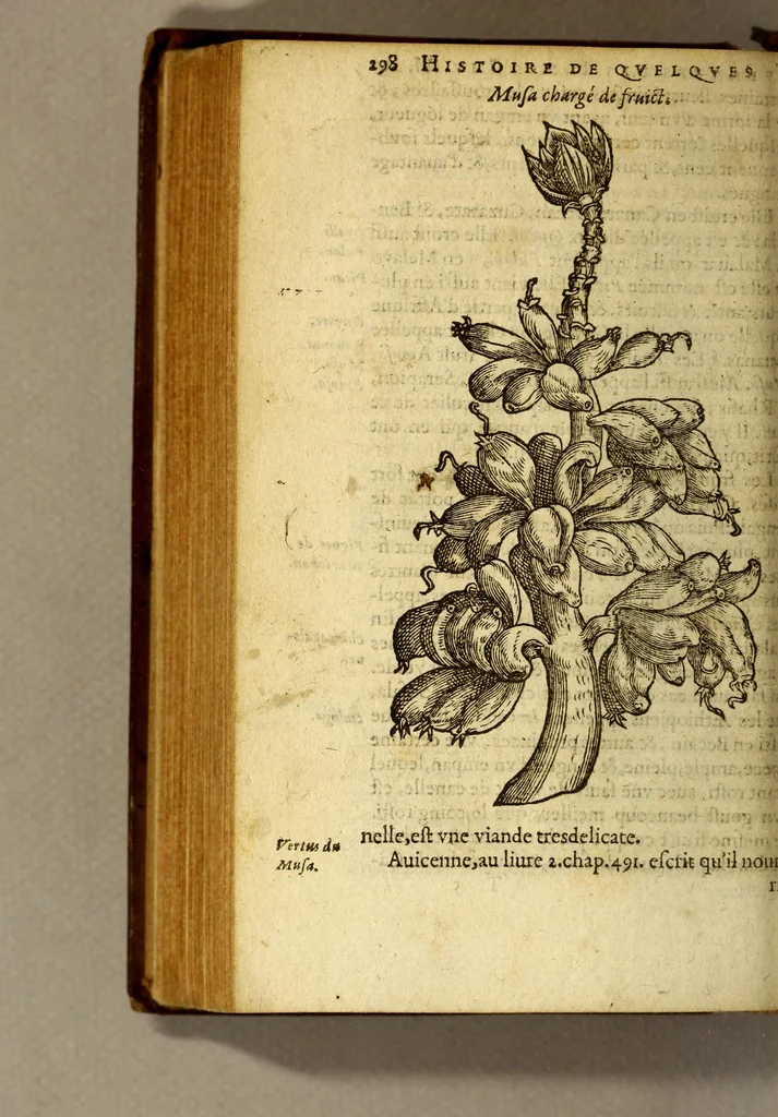 An illustration from Histoire des drogues espiceries, et de certains medicamens simples, qui naissent és Indes, tant Orientales que Occidentales, : diuisée en deux parties. : La premiere composee de trois liures:, 1602, leaf 318