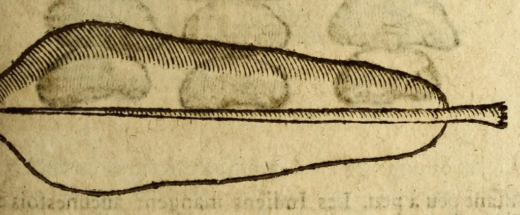 An illustration from Histoire des drogues espiceries, et de certains medicamens simples, qui naissent és Indes, tant Orientales que Occidentales, : diuisée en deux parties. : La premiere composee de trois liures:, 1602, leaf 329
