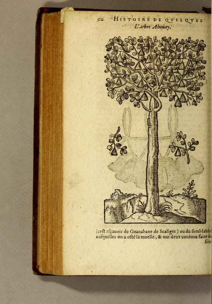 An illustration from Histoire des drogues espiceries, et de certains medicamens simples, qui naissent és Indes, tant Orientales que Occidentales, : diuisée en deux parties. : La premiere composee de trois liures:, 1602, leaf 332