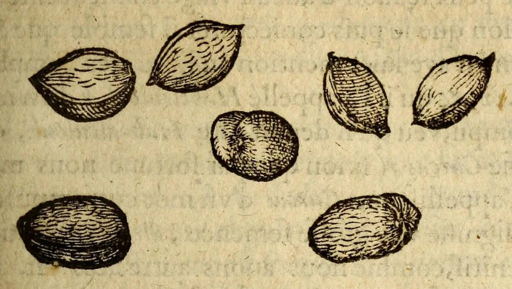 An illustration from Histoire des drogues espiceries, et de certains medicamens simples, qui naissent és Indes, tant Orientales que Occidentales, : diuisée en deux parties. : La premiere composee de trois liures:, 1602, leaf 345
