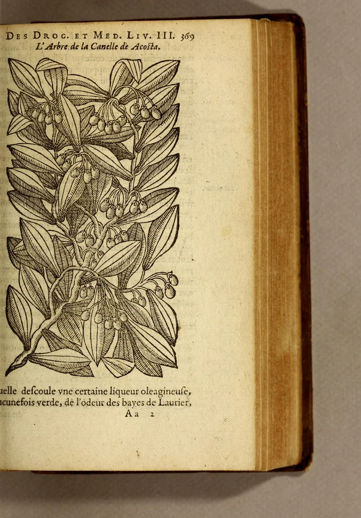 An illustration from Histoire des drogues espiceries, et de certains medicamens simples, qui naissent és Indes, tant Orientales que Occidentales, : diuisée en deux parties. : La premiere composee de trois liures:, 1602, leaf 389