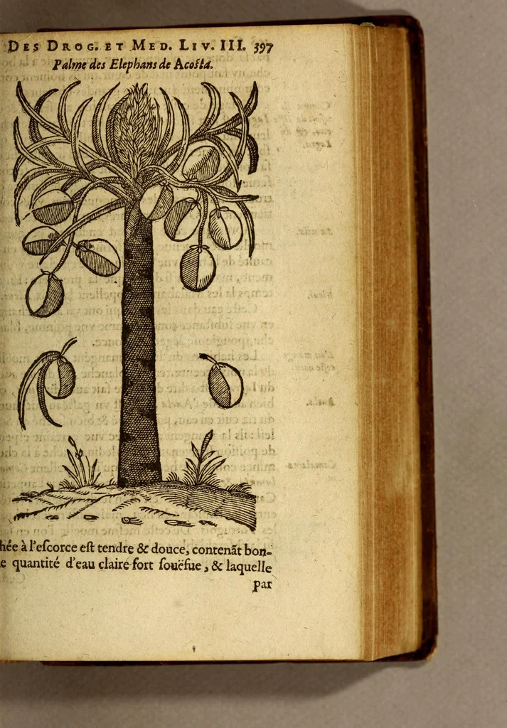An illustration from Histoire des drogues espiceries, et de certains medicamens simples, qui naissent és Indes, tant Orientales que Occidentales, : diuisée en deux parties. : La premiere composee de trois liures:, 1602, leaf 417