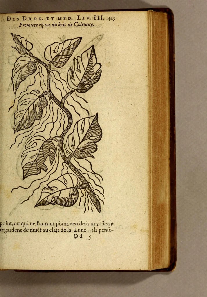 An illustration from Histoire des drogues espiceries, et de certains medicamens simples, qui naissent és Indes, tant Orientales que Occidentales, : diuisée en deux parties. : La premiere composee de trois liures:, 1602, leaf 443