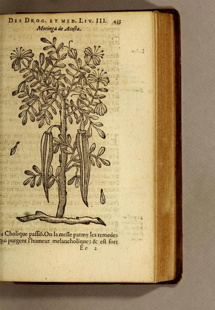An illustration from Histoire des drogues espiceries, et de certains medicamens simples, qui naissent és Indes, tant Orientales que Occidentales, : diuisée en deux parties. : La premiere composee de trois liures:, 1602, leaf 453