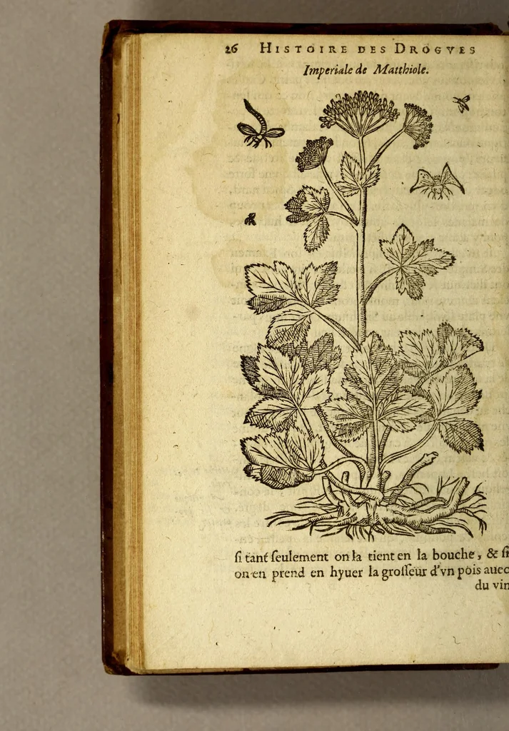 An illustration from Histoire des drogues espiceries, et de certains medicamens simples, qui naissent és Indes, tant Orientales que Occidentales, : diuisée en deux parties. : La premiere composee de trois liures:, 1602, leaf 46