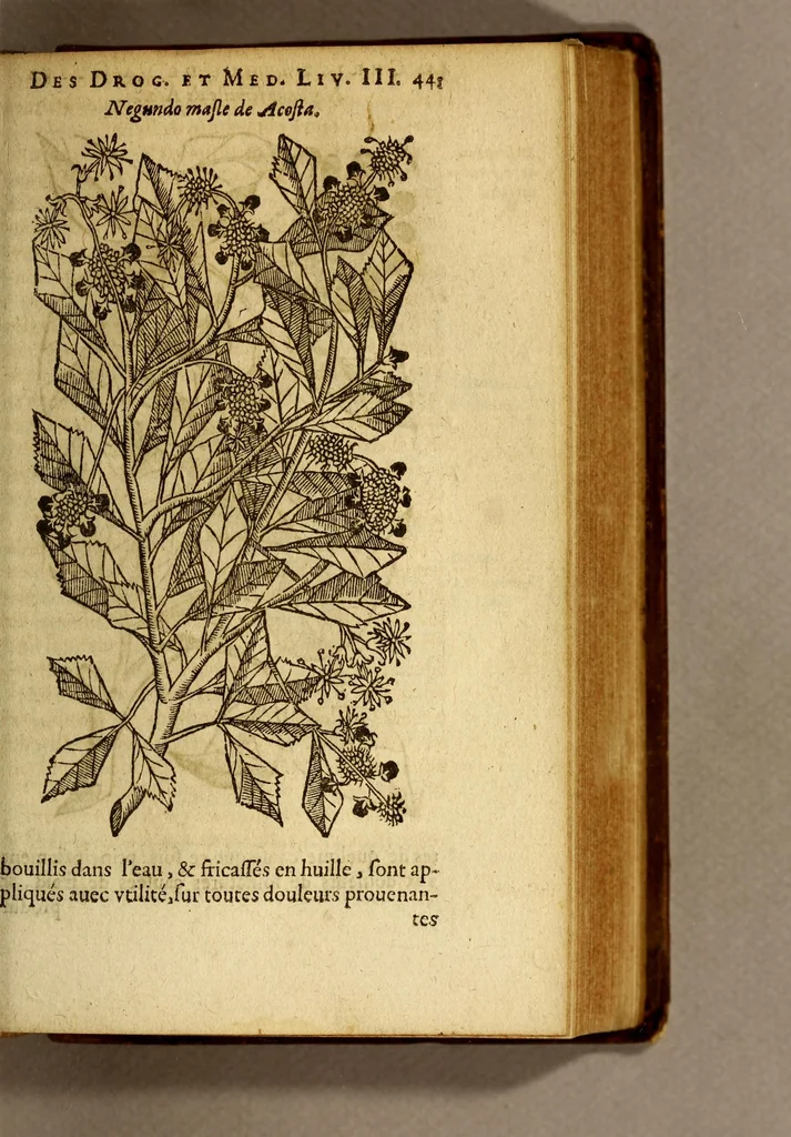 An illustration from Histoire des drogues espiceries, et de certains medicamens simples, qui naissent és Indes, tant Orientales que Occidentales, : diuisée en deux parties. : La premiere composee de trois liures:, 1602, leaf 461