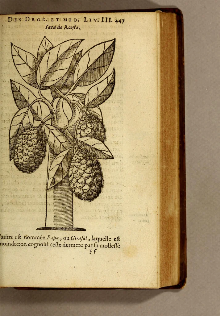 An illustration from Histoire des drogues espiceries, et de certains medicamens simples, qui naissent és Indes, tant Orientales que Occidentales, : diuisée en deux parties. : La premiere composee de trois liures:, 1602, leaf 467