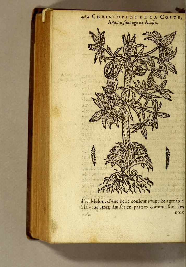 An illustration from Histoire des drogues espiceries, et de certains medicamens simples, qui naissent és Indes, tant Orientales que Occidentales, : diuisée en deux parties. : La premiere composee de trois liures:, 1602, leaf 482