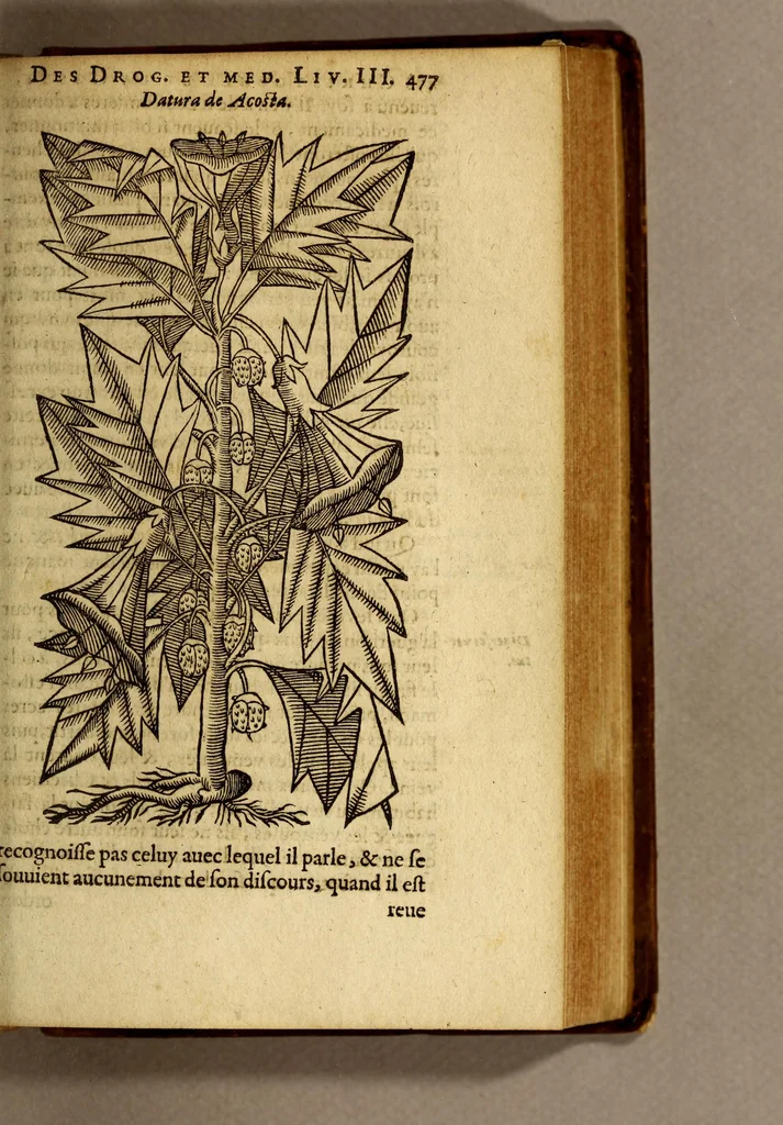 An illustration from Histoire des drogues espiceries, et de certains medicamens simples, qui naissent és Indes, tant Orientales que Occidentales, : diuisée en deux parties. : La premiere composee de trois liures:, 1602, leaf 497