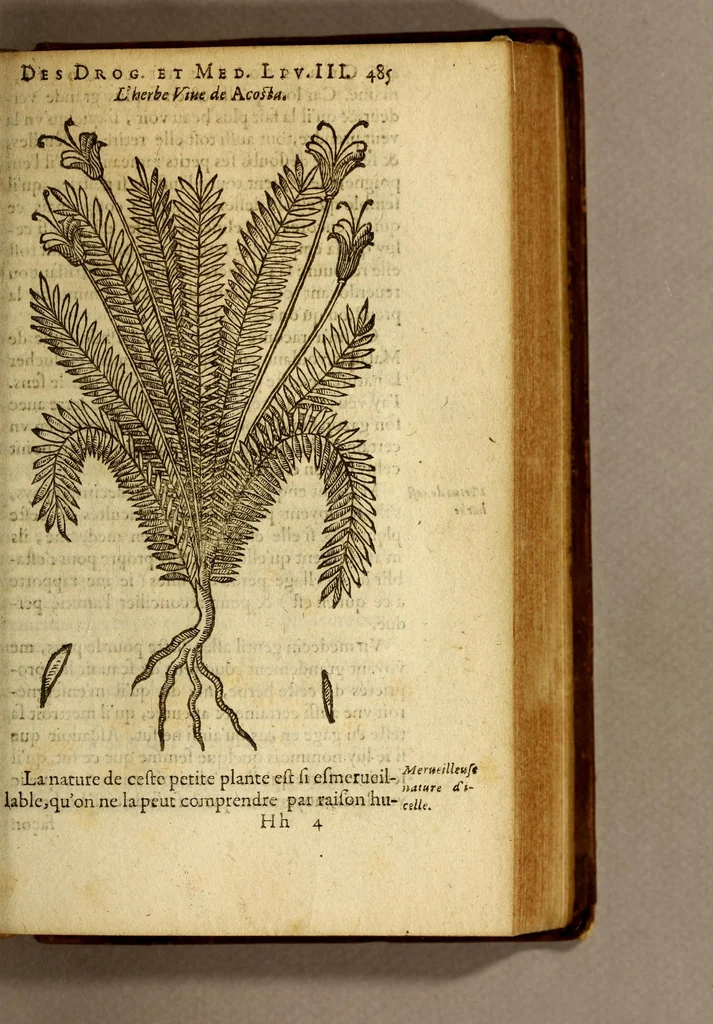 An illustration from Histoire des drogues espiceries, et de certains medicamens simples, qui naissent és Indes, tant Orientales que Occidentales, : diuisée en deux parties. : La premiere composee de trois liures:, 1602, leaf 505