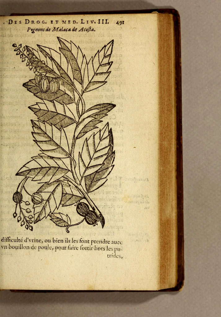 An illustration from Histoire des drogues espiceries, et de certains medicamens simples, qui naissent és Indes, tant Orientales que Occidentales, : diuisée en deux parties. : La premiere composee de trois liures:, 1602, leaf 511