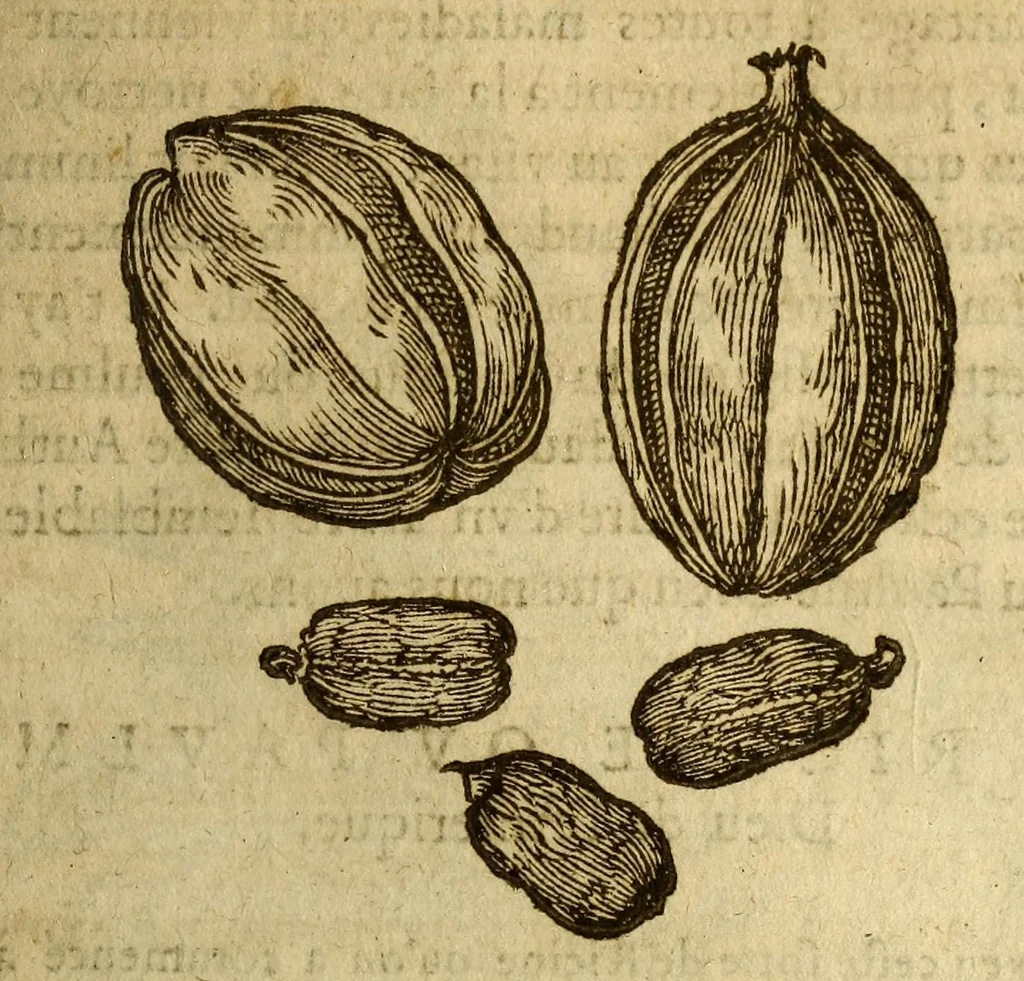 An illustration from Histoire des drogues espiceries, et de certains medicamens simples, qui naissent és Indes, tant Orientales que Occidentales, : diuisée en deux parties. : La premiere composee de trois liures:, 1602, leaf 533