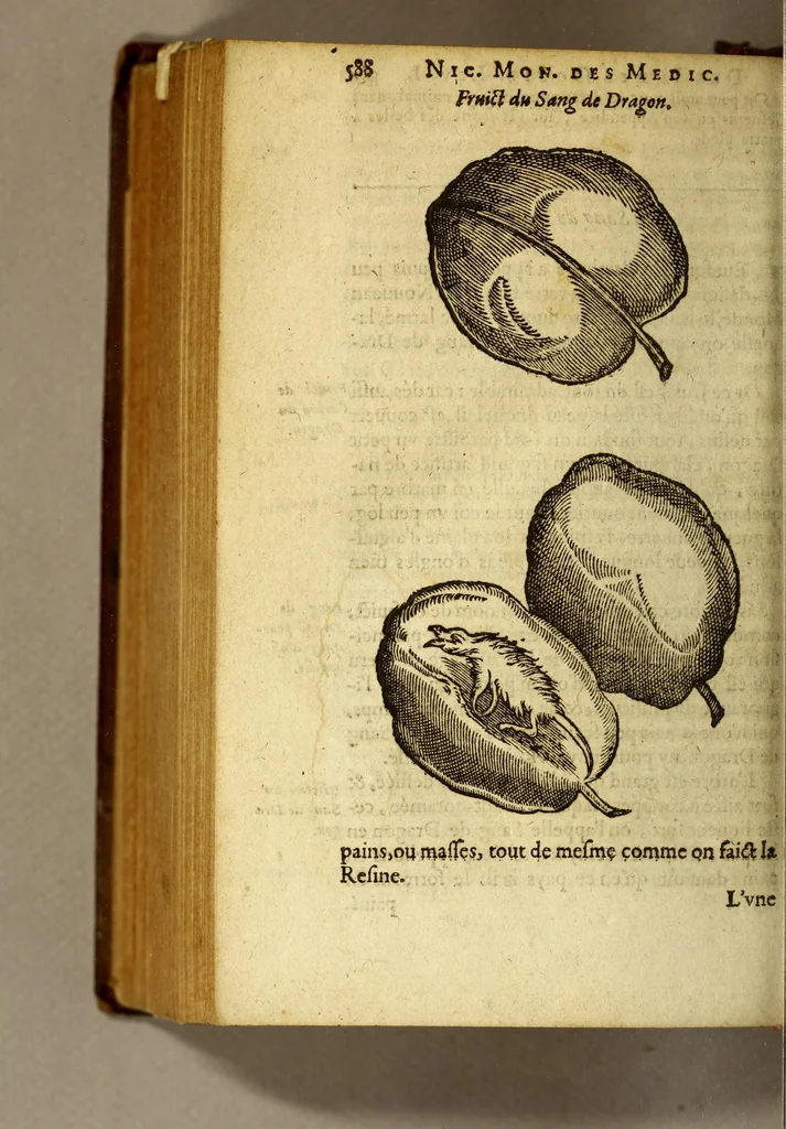 An illustration from Histoire des drogues espiceries, et de certains medicamens simples, qui naissent és Indes, tant Orientales que Occidentales, : diuisée en deux parties. : La premiere composee de trois liures:, 1602, leaf 610