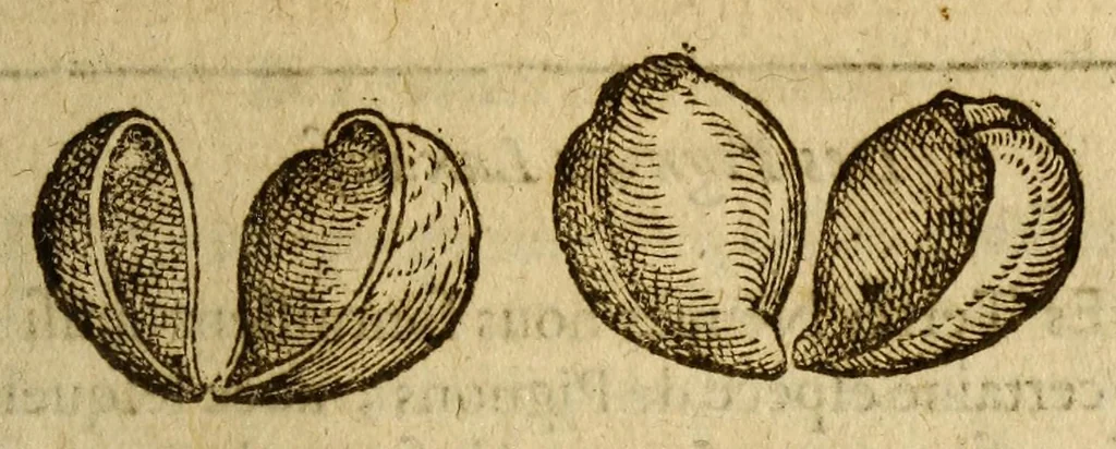 An illustration from Histoire des drogues espiceries, et de certains medicamens simples, qui naissent és Indes, tant Orientales que Occidentales, : diuisée en deux parties. : La premiere composee de trois liures:, 1602, leaf 619