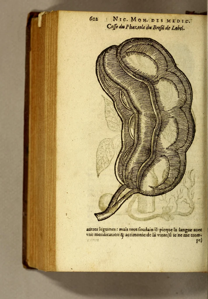 An illustration from Histoire des drogues espiceries, et de certains medicamens simples, qui naissent és Indes, tant Orientales que Occidentales, : diuisée en deux parties. : La premiere composee de trois liures:, 1602, leaf 624