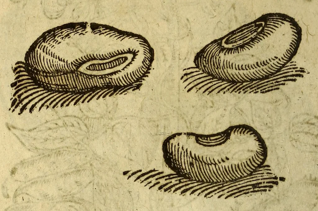 An illustration from Histoire des drogues espiceries, et de certains medicamens simples, qui naissent és Indes, tant Orientales que Occidentales, : diuisée en deux parties. : La premiere composee de trois liures:, 1602, leaf 626