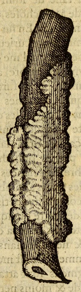 An illustration from Histoire des drogues espiceries, et de certains medicamens simples, qui naissent és Indes, tant Orientales que Occidentales, : diuisée en deux parties. : La premiere composee de trois liures:, 1602, leaf 63