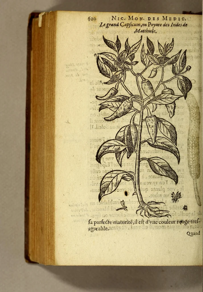 An illustration from Histoire des drogues espiceries, et de certains medicamens simples, qui naissent és Indes, tant Orientales que Occidentales, : diuisée en deux parties. : La premiere composee de trois liures:, 1602, leaf 642