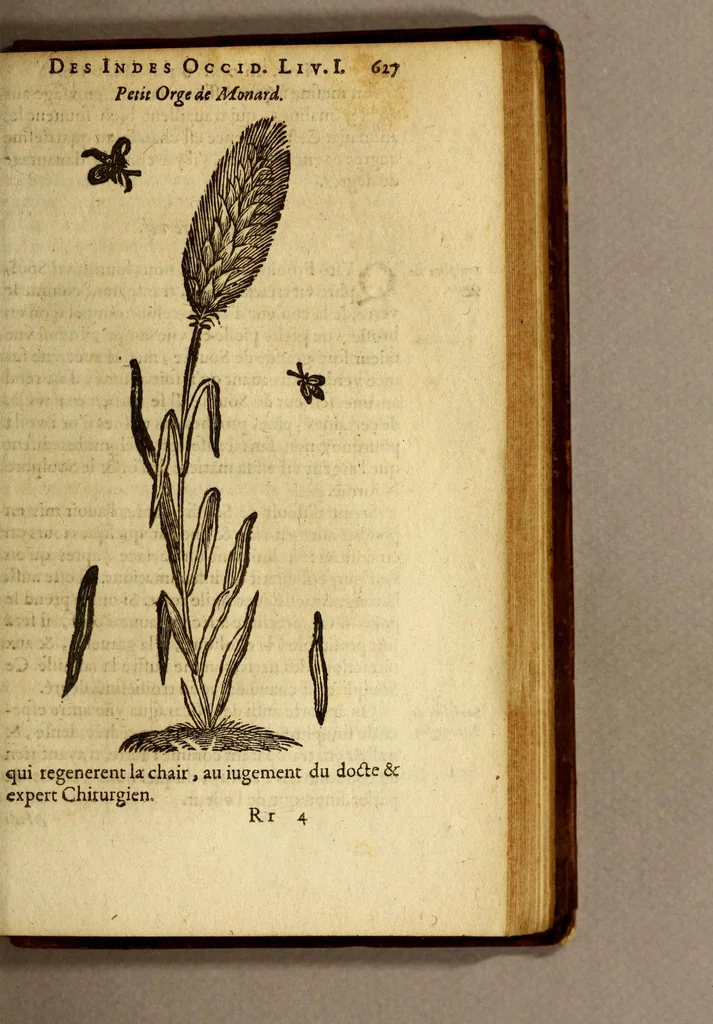 An illustration from Histoire des drogues espiceries, et de certains medicamens simples, qui naissent és Indes, tant Orientales que Occidentales, : diuisée en deux parties. : La premiere composee de trois liures:, 1602, leaf 649