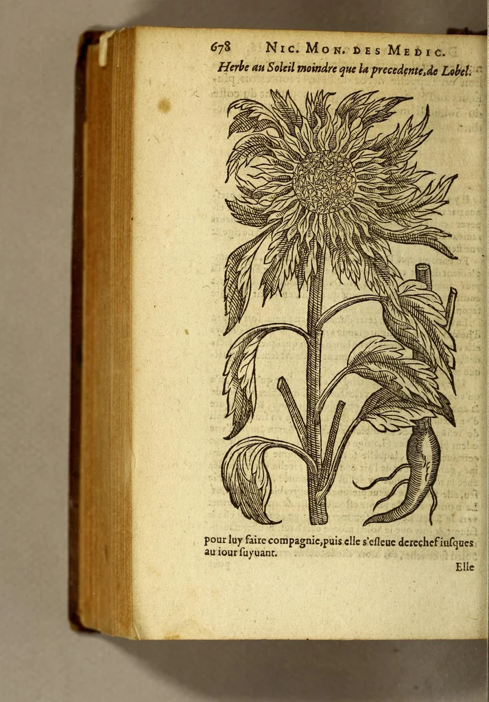 An illustration from Histoire des drogues espiceries, et de certains medicamens simples, qui naissent és Indes, tant Orientales que Occidentales, : diuisée en deux parties. : La premiere composee de trois liures:, 1602, leaf 702