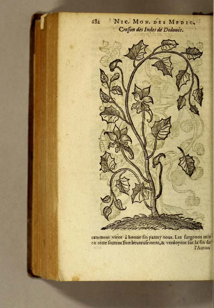 An illustration from Histoire des drogues espiceries, et de certains medicamens simples, qui naissent és Indes, tant Orientales que Occidentales, : diuisée en deux parties. : La premiere composee de trois liures:, 1602, leaf 706