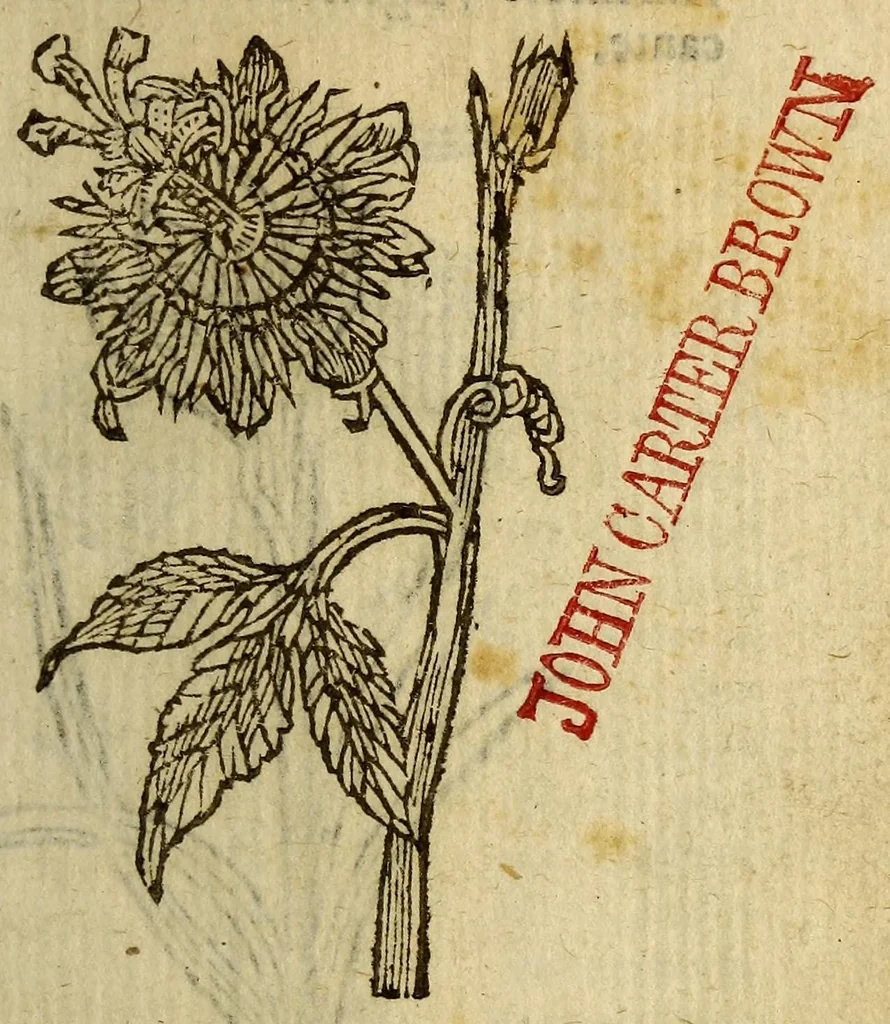 An illustration from Histoire des plantes, nouuellement trouuées en l'Isle Virgine, & autres lieux, lesquelles ont esté prises & cultiuées au iarden de Monsieur Robin arboriste du Roy. Non encore veuës n'y imprimées par cy deuant, 1620, leaf 11