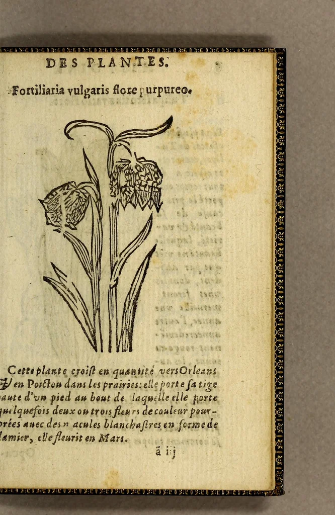 An illustration from Histoire des plantes, nouuellement trouuées en l'Isle Virgine, & autres lieux, lesquelles ont esté prises & cultiuées au iarden de Monsieur Robin arboriste du Roy. Non encore veuës n'y imprimées par cy deuant, 1620, leaf 13