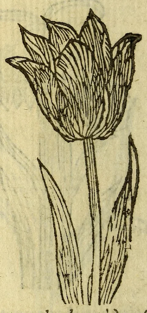 An illustration from Histoire des plantes, nouuellement trouuées en l'Isle Virgine, & autres lieux, lesquelles ont esté prises & cultiuées au iarden de Monsieur Robin arboriste du Roy. Non encore veuës n'y imprimées par cy deuant, 1620, leaf 14