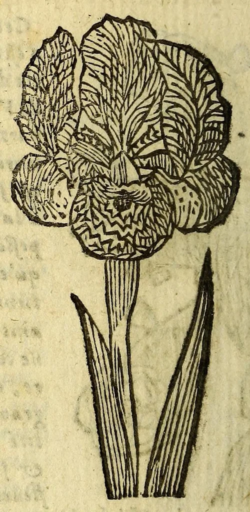 An illustration from Histoire des plantes, nouuellement trouuées en l'Isle Virgine, & autres lieux, lesquelles ont esté prises & cultiuées au iarden de Monsieur Robin arboriste du Roy. Non encore veuës n'y imprimées par cy deuant, 1620, leaf 16