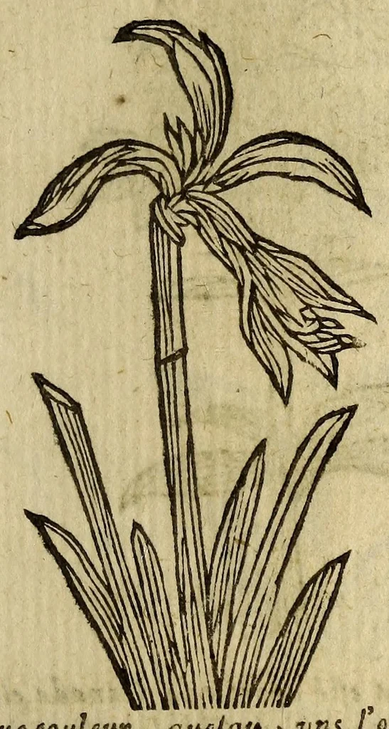 An illustration from Histoire des plantes, nouuellement trouuées en l'Isle Virgine, & autres lieux, lesquelles ont esté prises & cultiuées au iarden de Monsieur Robin arboriste du Roy. Non encore veuës n'y imprimées par cy deuant, 1620, leaf 17