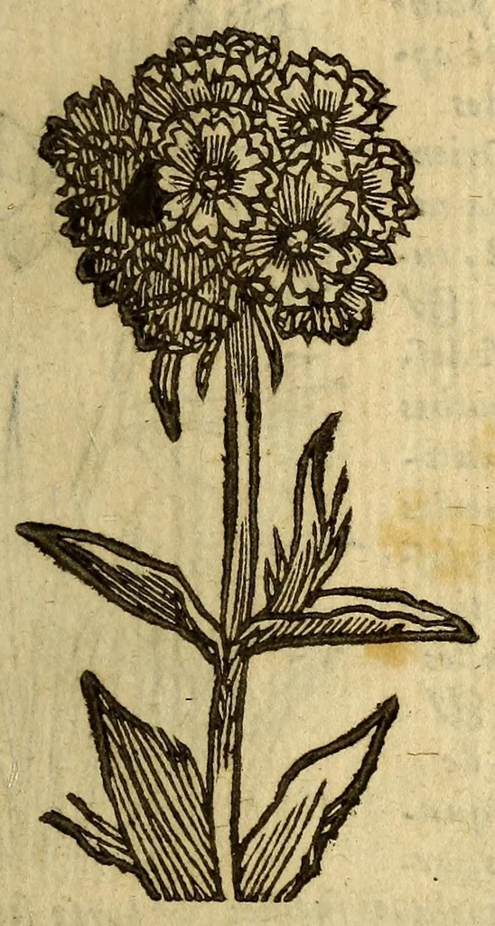 An illustration from Histoire des plantes, nouuellement trouuées en l'Isle Virgine, & autres lieux, lesquelles ont esté prises & cultiuées au iarden de Monsieur Robin arboriste du Roy. Non encore veuës n'y imprimées par cy deuant, 1620, leaf 19